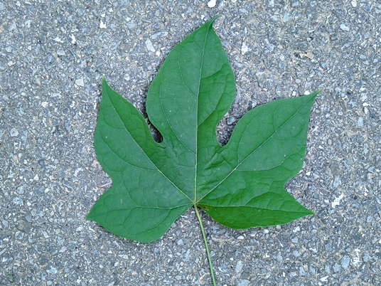 {Calycocarpum lyonii}